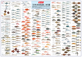抽選 日本水産魚譜307選 ポスタープレゼント 海とさかな 自由研究 作品コンクール